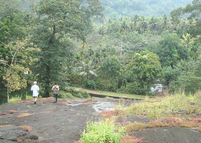 Suryanelli Camp, Munnar 4